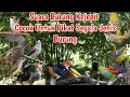 Download Lagu Suara Pikat Burung Kejepit| Cocok untuk pikat segala jenis burung