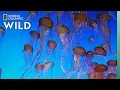 Download Lagu Jellyfish 101 | Nat Geo Wild