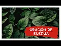 Oracion a Elegua para el Amor el Dinero Abrir Caminos y MAS El Babalawo Rodrigo Garcia