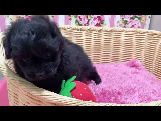 動画