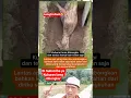 Lagu Di Subscribe Lika komen share ketika Kuburan lama dibongkar astagfirullaah😰😭