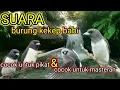 Download Lagu suara pikat dan masteran burung kekep babi sangat mantap dan ampuh teruji