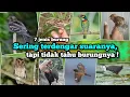 Download Lagu Sering terdengar suaranya, tapi tidak tahu burungnya ‼️ 7 Jenis Burung bersuara unik