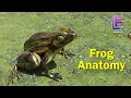 Anatomy of an Frog Structural Organization of Animals CBSE Class 11 Biology by Elearnin