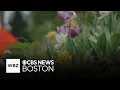 New technology could create hyperlocal pollen counts Here s why that matters
