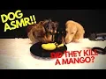 ASMR Rare Dachshunds Destroy Exotic Tropical Mango Mini Dachshund Dogs
