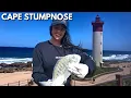 EPIC week for fishing in kzn! Cape Stumpnose+Guitar Fish(sandy)! 