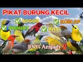 Download Lagu Mp3 pikat burung kecil 100% ampuh kombinasi sogon,pleci,prenjak,korlap