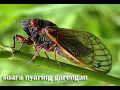 Download Lagu Suara Tonggeret Di Hutan Pedesaan (#part02) ... 🎶🎶❤️💚💙