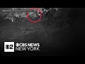 North American river otter spotted in the Bronx for 1st time in about 100 years