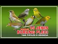 Lagu 15 JENIS BURUNG PLECI TERBAIK, SUARA PALING BAGUS DI INDONESIA | BURUNG KICAUAN