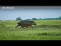How Fast Can Hippos Run