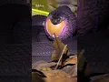 Download Lagu Si Ular Pemakan Telur 🐍