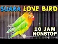 Download Lagu 10 JAM NONSTOP - SUARA KICAU BURUNG LOVE BIRD - LAKBET - LABET GACOR