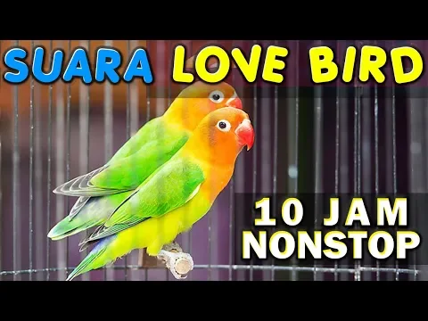 Download MP3 10 JAM NONSTOP - SUARA KICAU BURUNG LOVE BIRD - LAKBET - LABET GACOR