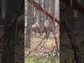 Download Lagu Deer fight for dominance during rutting season  #deer #wildlife #redstag #fight