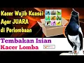 Download Lagu TEMBAKAN Isian Kacer yang PALING DISUKAI SAAT LOMBA AGAR JUARA MP3