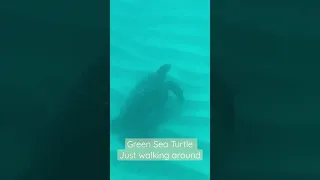 This green sea turtle was just walking around on the ocean floor in the BVI‘s. Thought it was cool.￼