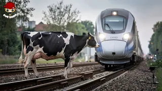 tragic 35 horrifying moments of animals colliding with trains car and electric
