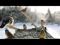 Lagu 🔴 Forest Bird Feeder | Relaxing Nature Sounds from the Forest [ 2026/2/1 ]