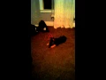 Working puppy for sale on hoobly com