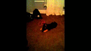 Working puppy for sale on hoobly com