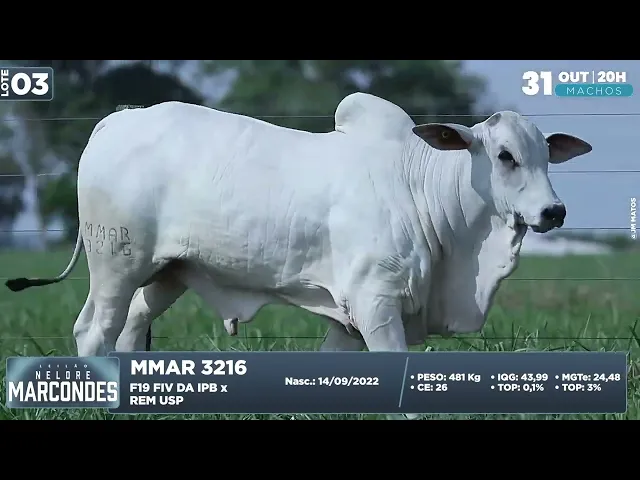Garrote Nelore MMAR-3216