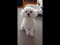 Download Lagu Casper the  Bichon howling