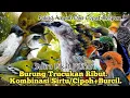 Download Lagu SUARA PIKAT BURUNG TRUCUKAN RIBUT KOMBINASI SIRTU/CIPOH+BURCIL..