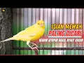 Download Lagu Kenari Gacor Panjang | Cengkok Terbaik Isian Paling Mewah 05 #kenarigacor #kicaumania #kenari