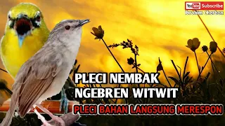 Download PLECI NEMBAK NGEBREN CIBLEK WITWIT||Pleci Bahan Langsung Merespon MP3