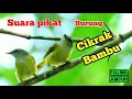 SUARA PIKAT KHUSUS BURUNG CIKRAK BAMBU PALING AMPUH ANTI ZONK
