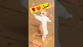 أسيل الاكتر طلبا أسيل ترند السعودية Foryou Cat بنات جديد Shorts Short 