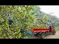 Download Lagu Use Off Road Truck To Harvesting Lots Of Plum Goes To Market Sell For Villager | Chuyên Bushcraft