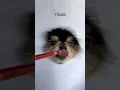 Drawing A Realistic Christmas Dog