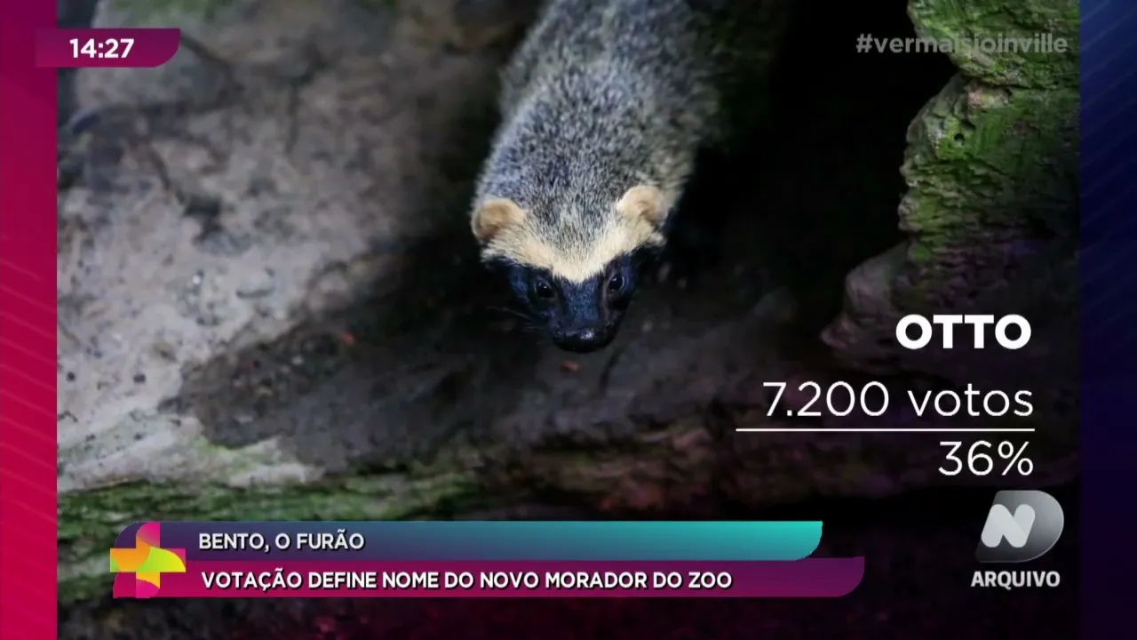 Bento, o Furão: votação define nome do novo morador do zoo