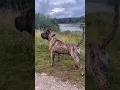 Download Lagu KANGAL MIX PRESA CANARIO 😱🔥 #shorts #dog #dogs