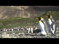 Download Lagu King penguin holding egg on feet and walking