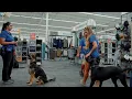 Jacksonville Dog Training Real-World Obedience Training at Academy Sports