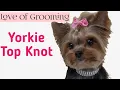 How to tie up a Yorkies TopKnot
