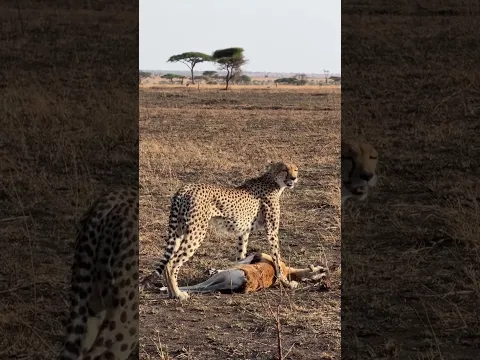 For a cheetah catching a prey is easy, the hardest part is keeping it from scavengers
