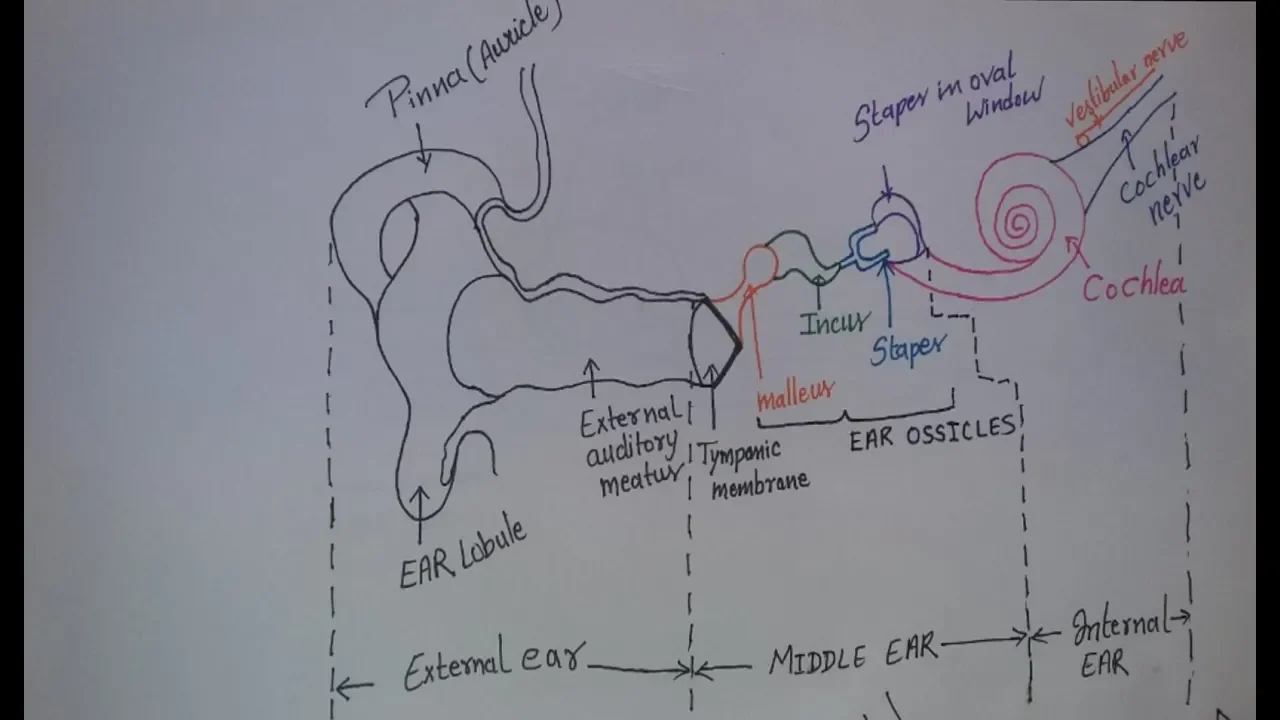 Middle ear - Structure & Function by Dr.Abhishek kumar