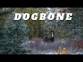 Lagu Dogbone an Alberta Wild Horse || An Old Stallion Holds His Ground