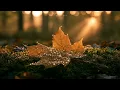 Peaceful Autumn Guitar Music - Relaxing Dawn Acoustic Instrumental For Deep Study