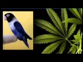 Download Lagu Masteran Mp3 Suara Burung LoveBird