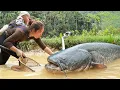 Lagu Catching 200kg+ Monster Catfish \u0026 Carp by Hand in Field Pond to Sell at the Fish Market with my Kids