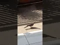Download Lagu Manuk Tikukur