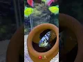 Download Lagu ikan hias warna warni #ikanbesar #ikankoi #ikanhias #ikan #ikancupang #koi #ikanhiaskoki #aquarium