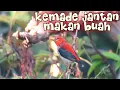 Download Lagu Burung Cabean Jantan | Kemade Liar