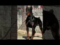 Download Lagu Venom the Doberman